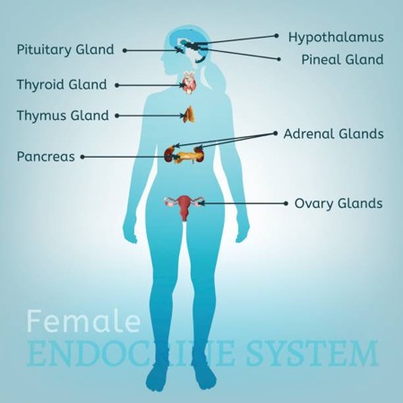 Female Endocrine System - balanced hormone signs